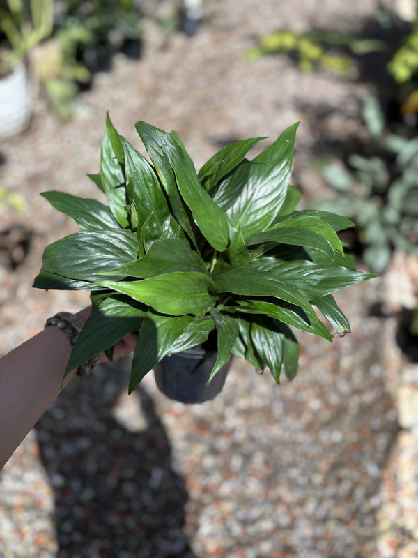 Spathiphyllum Madonna Lily