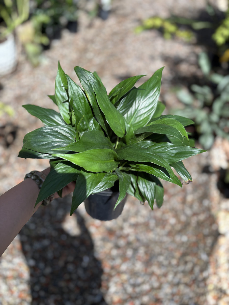 SPATHIPHYLLUM Madonna Lily