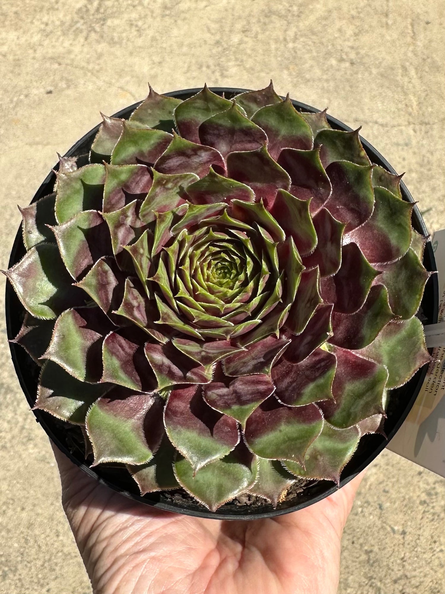 SEMPERVIVUM JADE