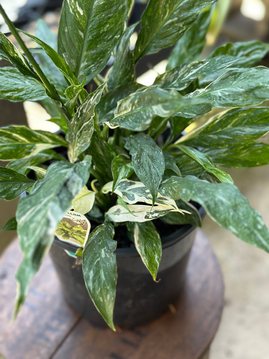 SPATHIPHYLLUM DOMINO (PEACE LILY)