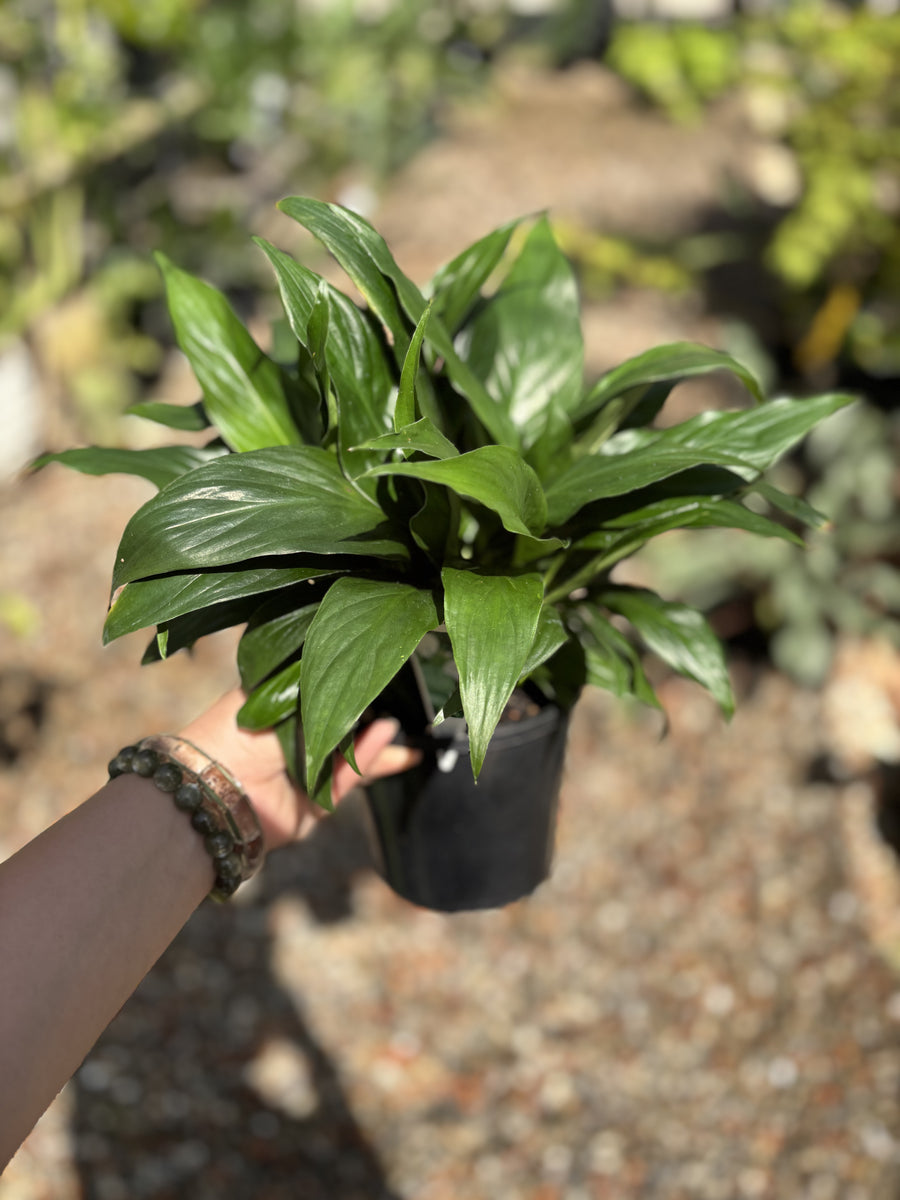 SPATHIPHYLLUM Madonna Lily