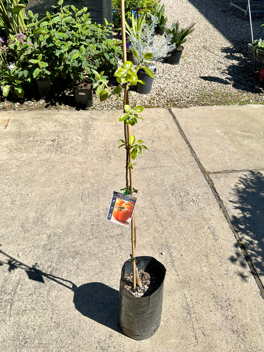 PERSIMMON IZU 5L