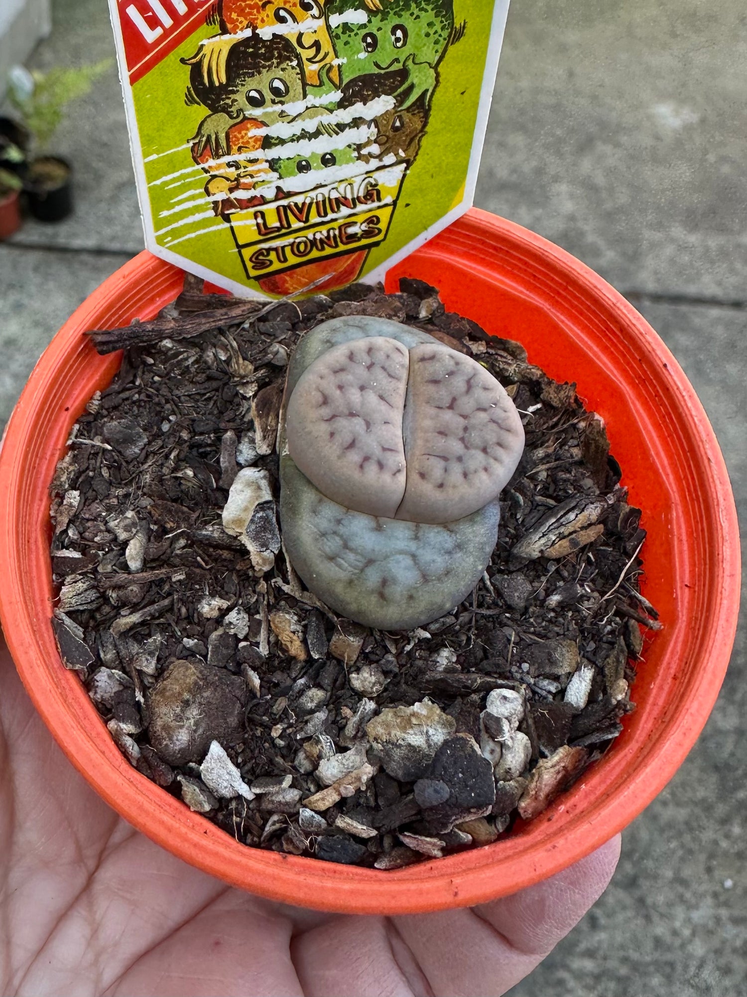 LITHOPS