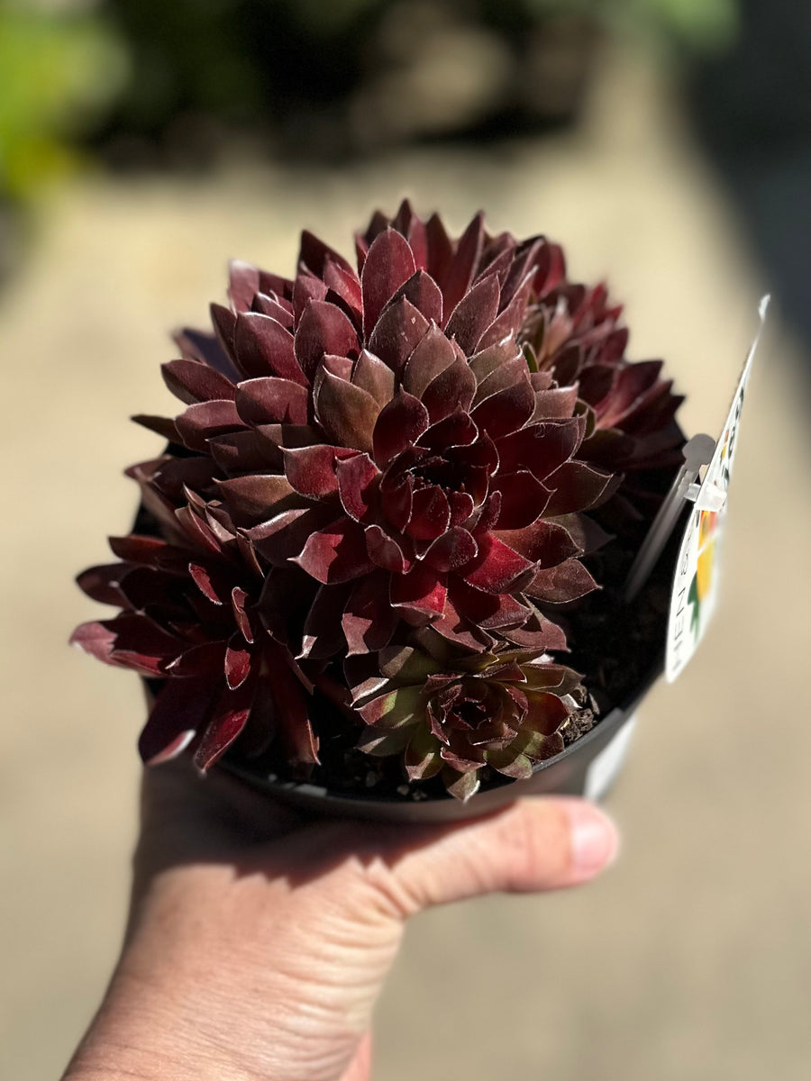 SEMPERVIVUM PACIFIC RED ROSE