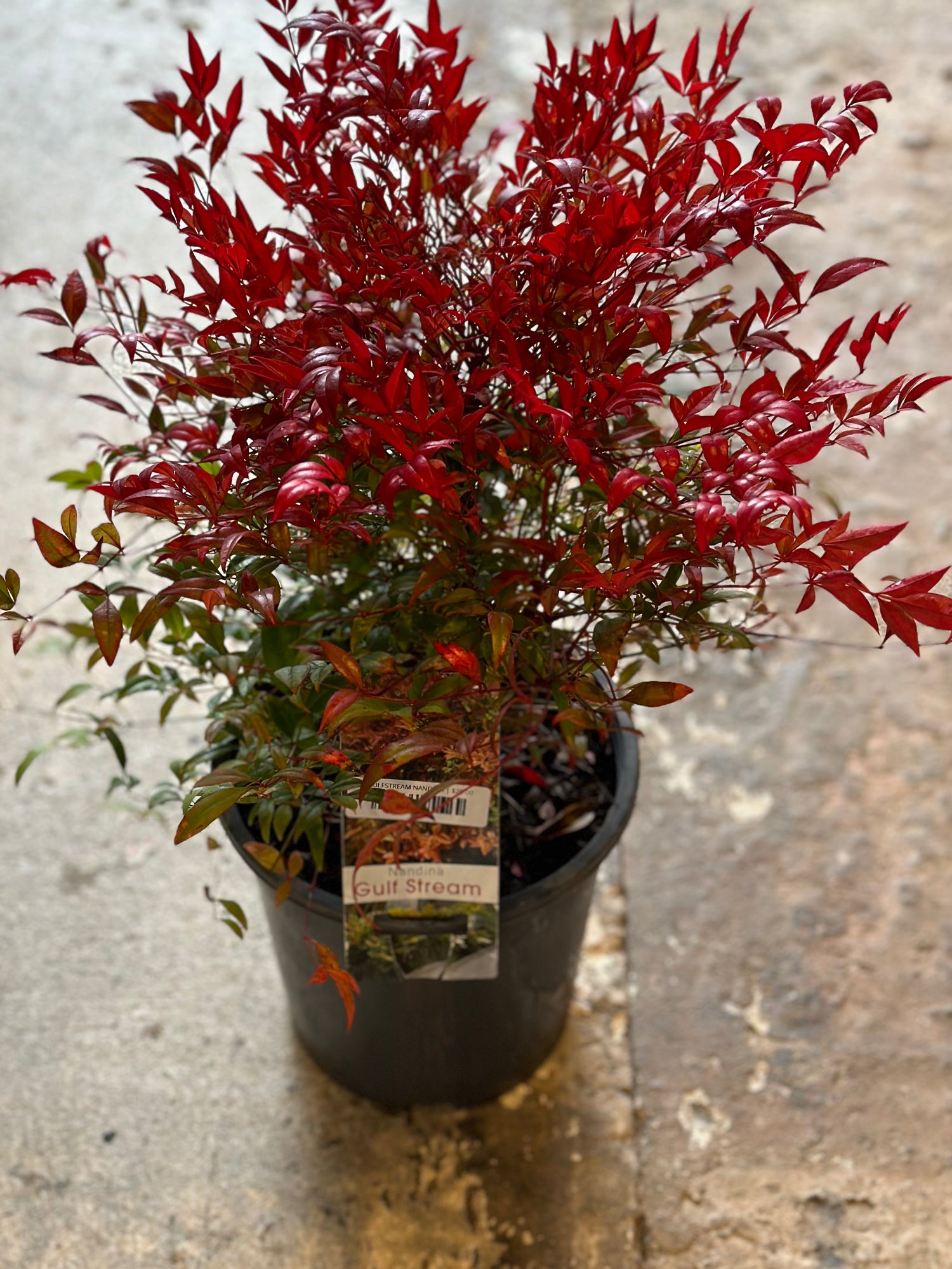 GULFSTREAM NANDINA