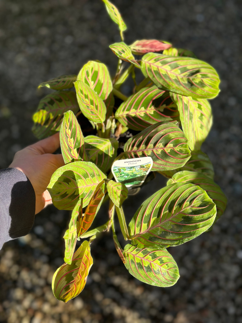 Maranta Fascinator