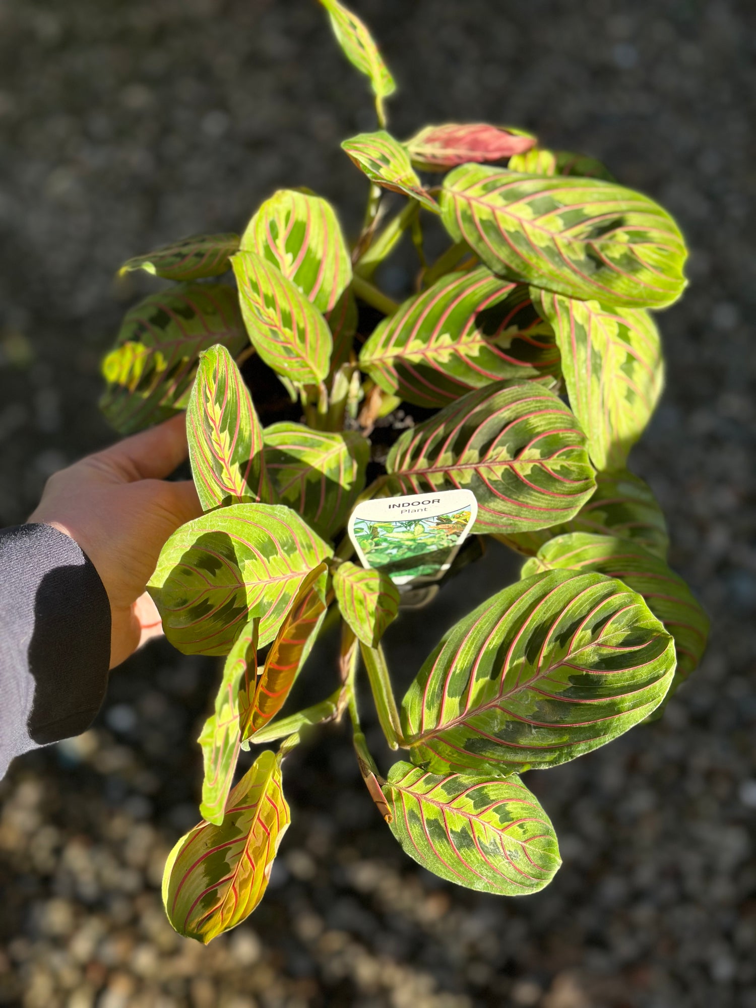 MARANTA FASCINATOR