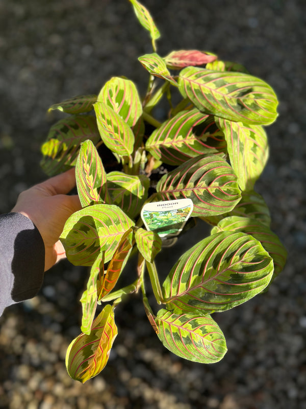 Maranta Fascinator