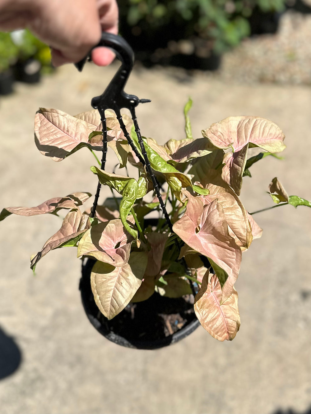 Syngonium Neon Pink
