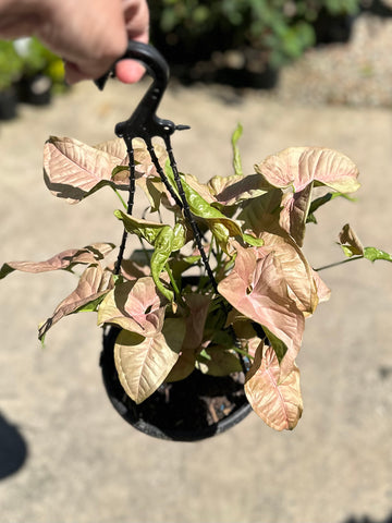 SYNGONIUM NEON PINK