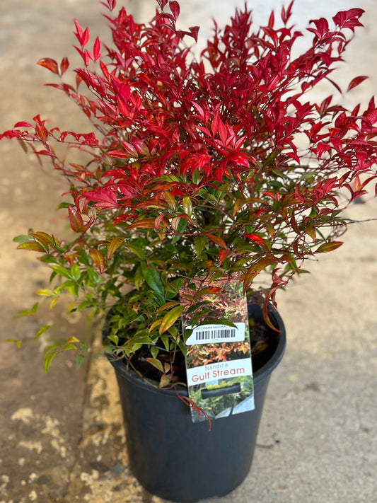 GULFSTREAM NANDINA