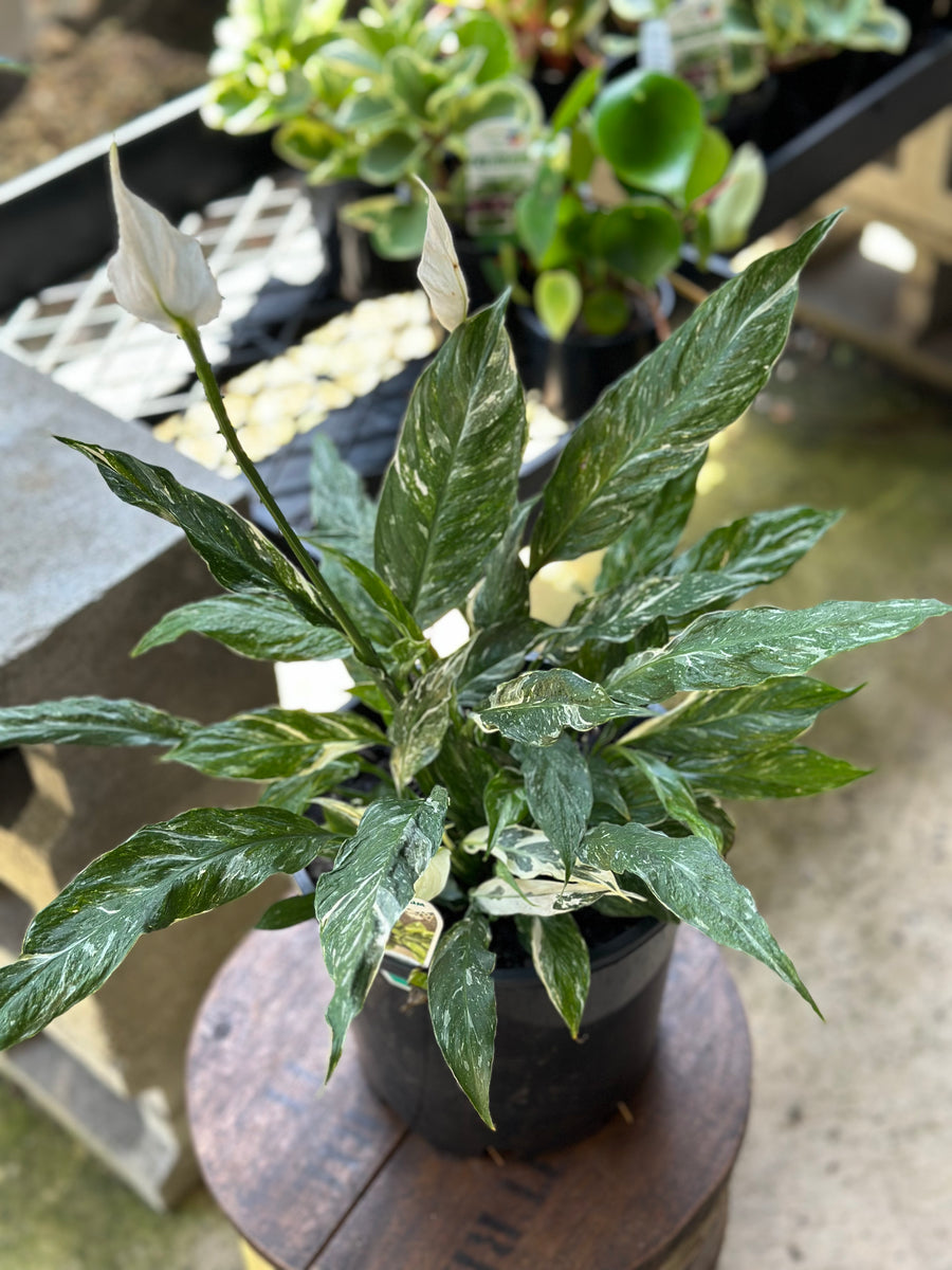 SPATHIPHYLLUM DOMINO (PEACE LILY)