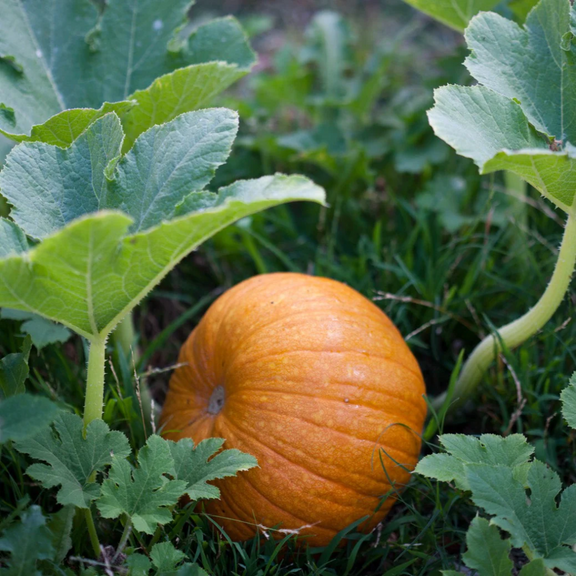 Premium Small Sugar Heirloom Pumpkin Seeds for Home Gardening