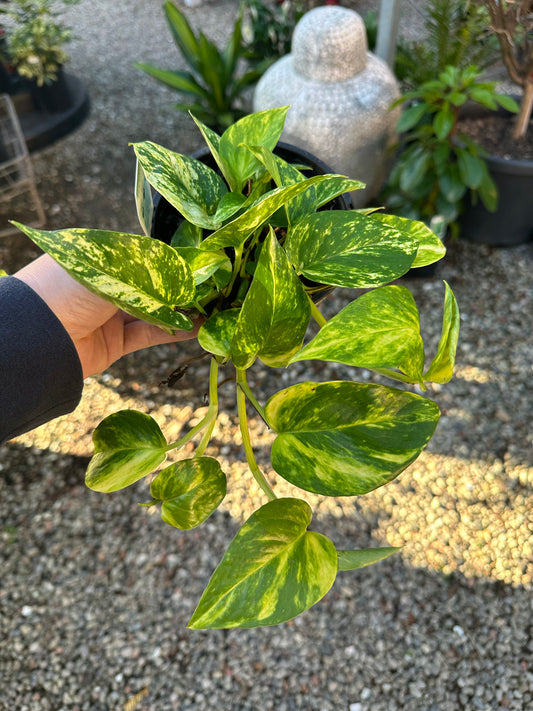 EPIPREMNUM AUREUM