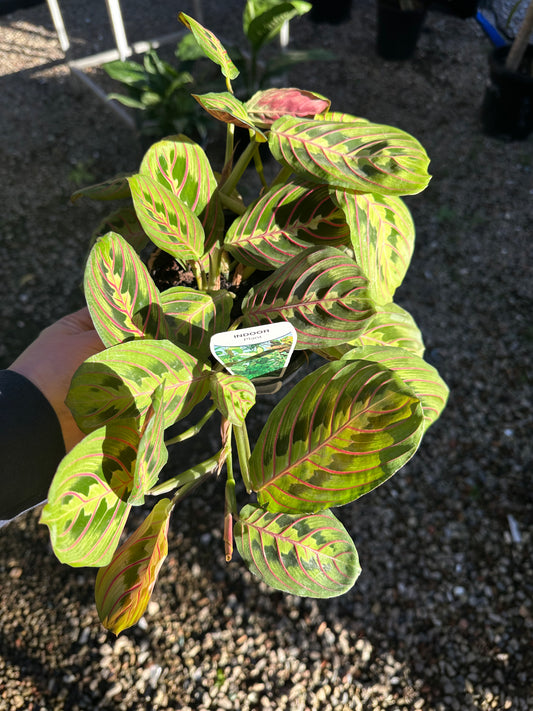 MARANTA FASCINATOR