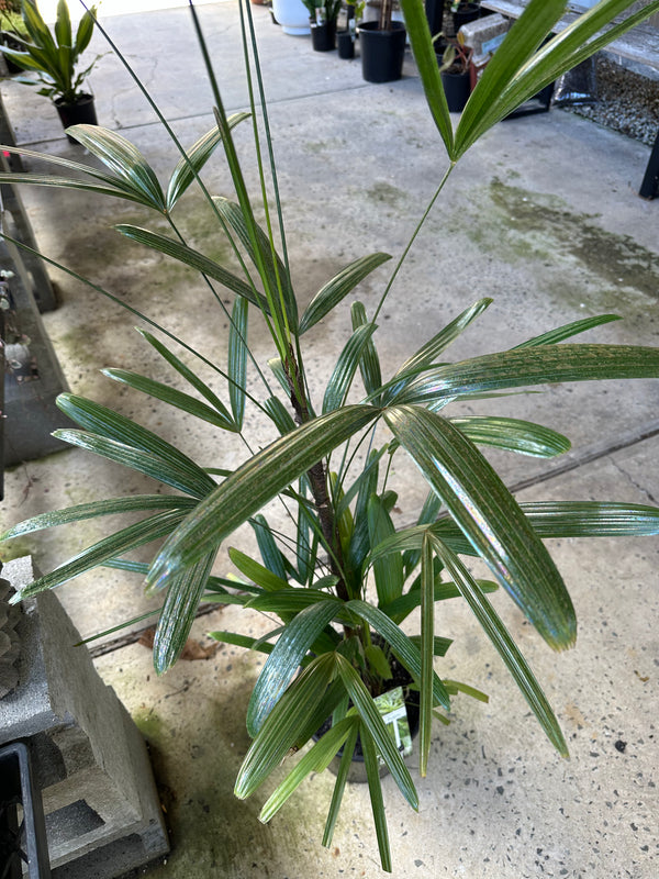 Lady Palm