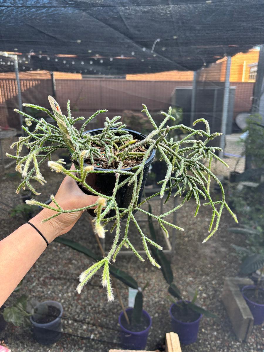 RHIPSALIS PILOCARPA