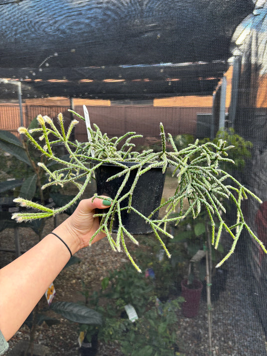 RHIPSALIS PILOCARPA