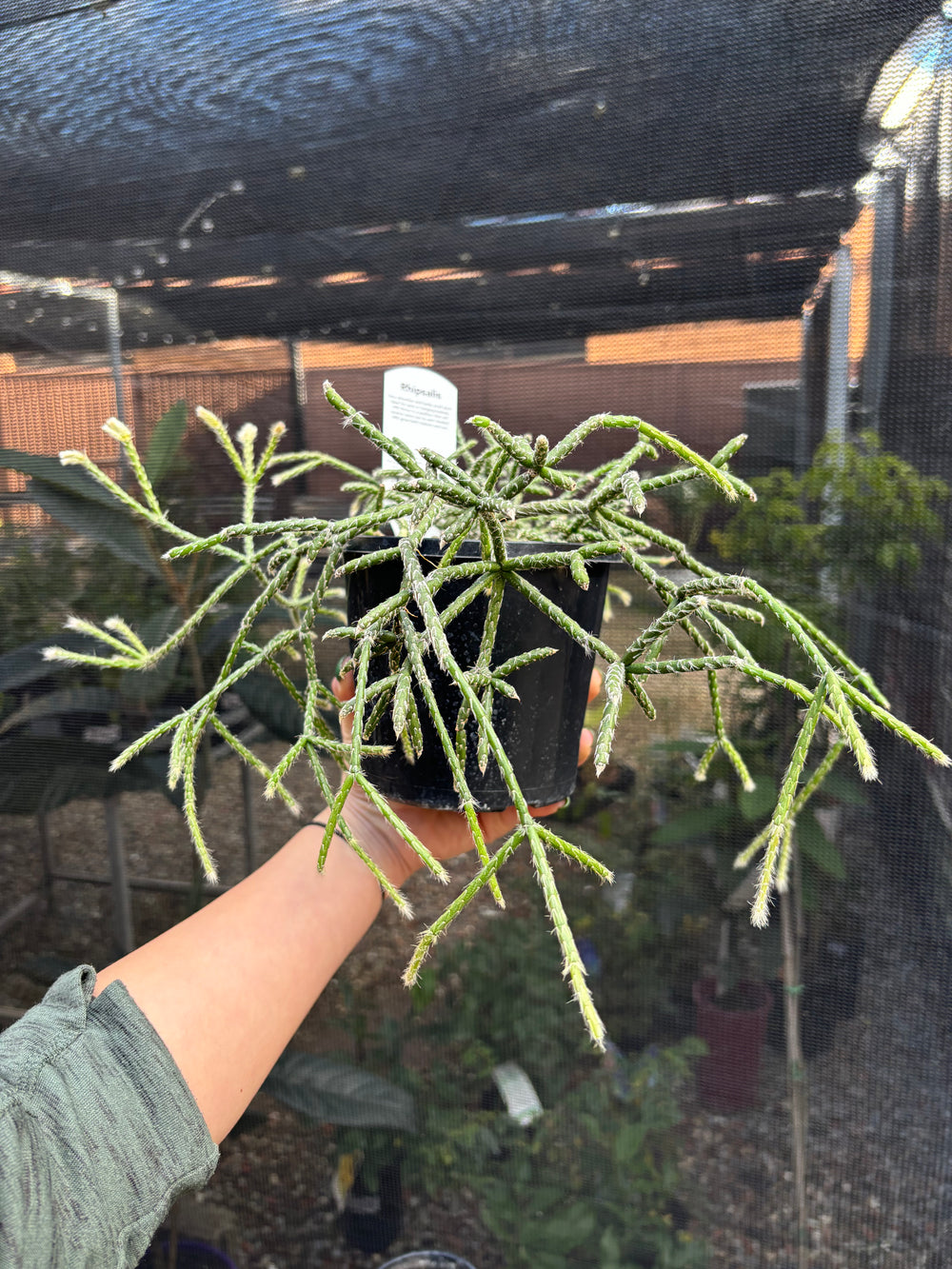 Rhipsalis Pilocarpa