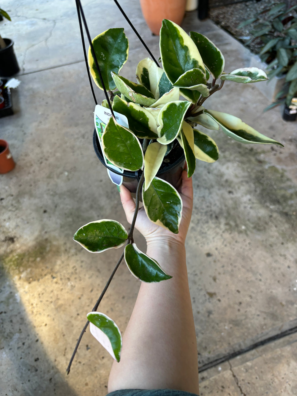 Variegated Hoya (Hanging)