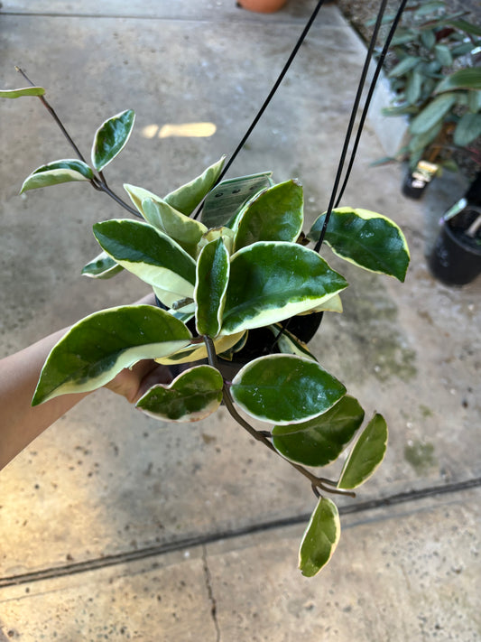 VARIEGATED HOYA