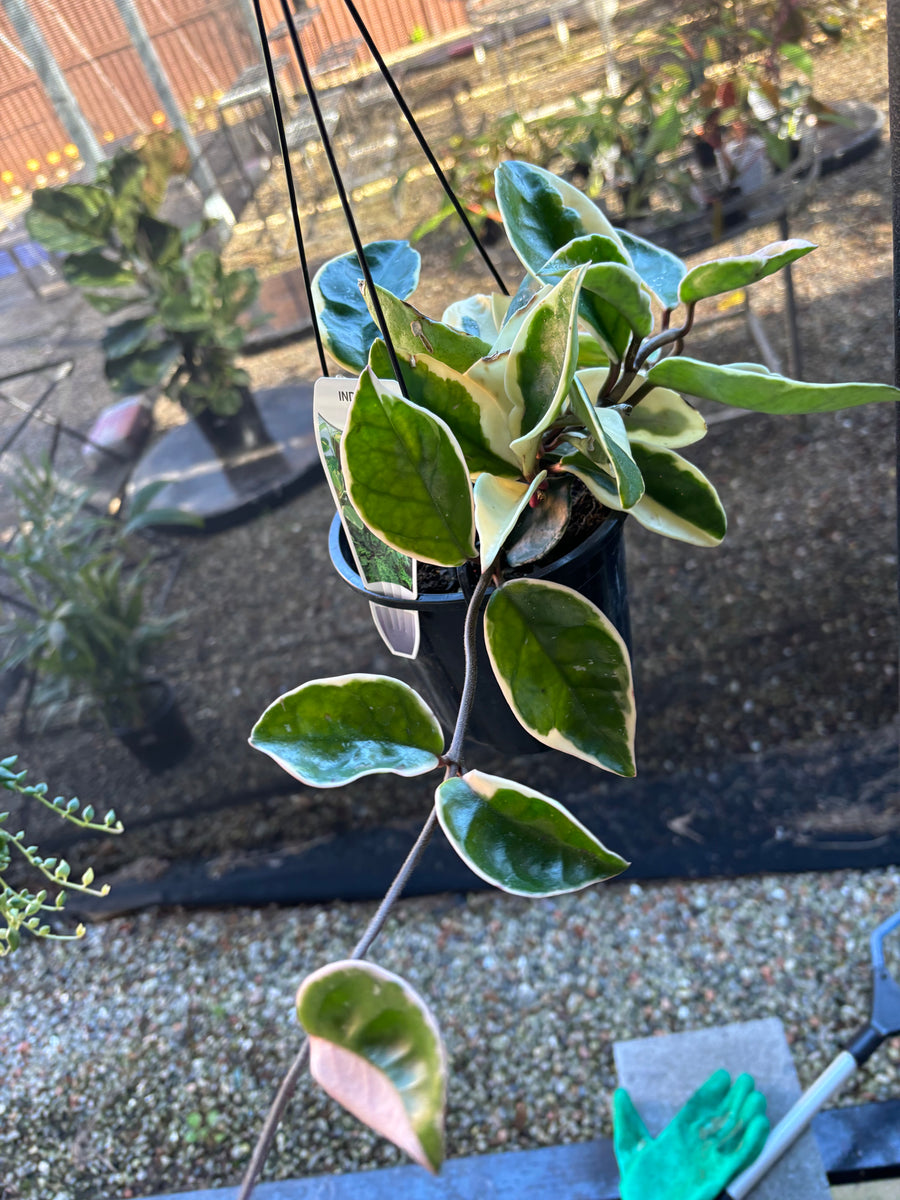 VARIEGATED HOYA