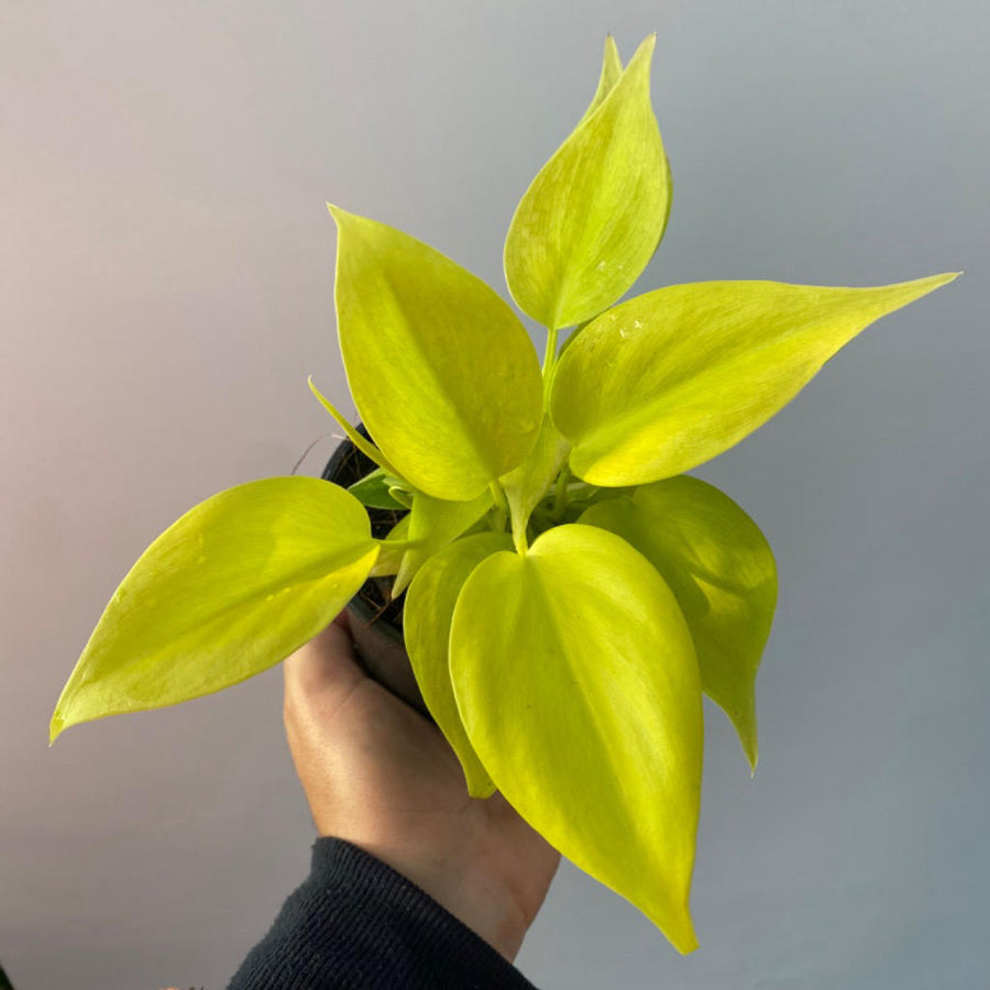 PHILODENDRON NEON