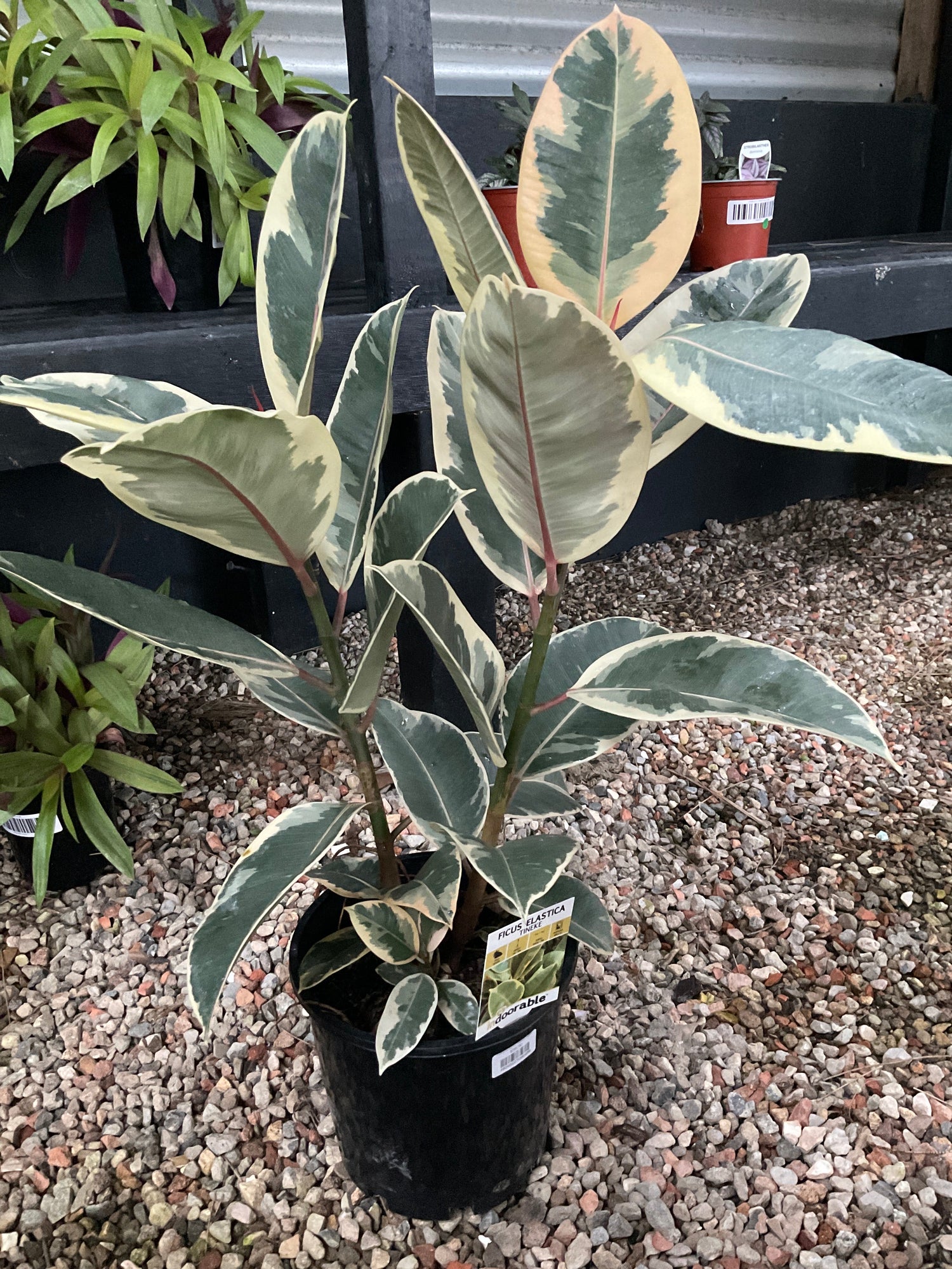 FICUS TINEKE