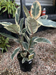 FICUS TINEKE