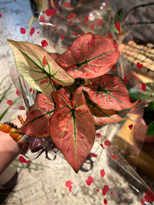 CALADIUMS