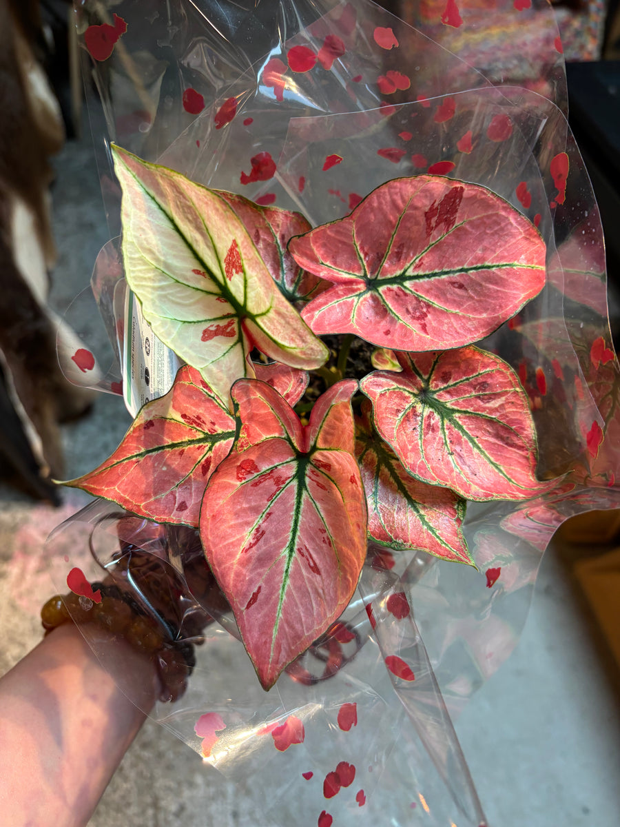 CALADIUMS