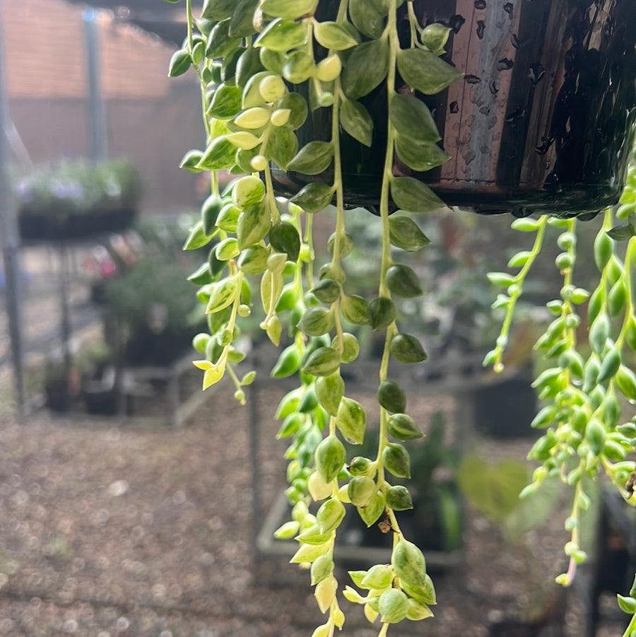 VARIEGATED CLOWN'S TEARS