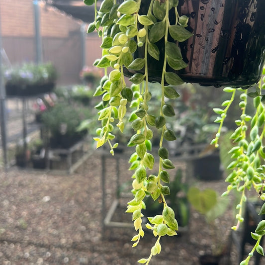 VARIEGATED CLOWN'S TEARS