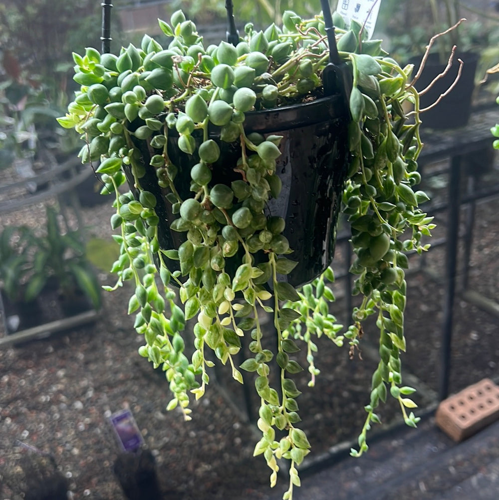 Variegated Clown's Tears