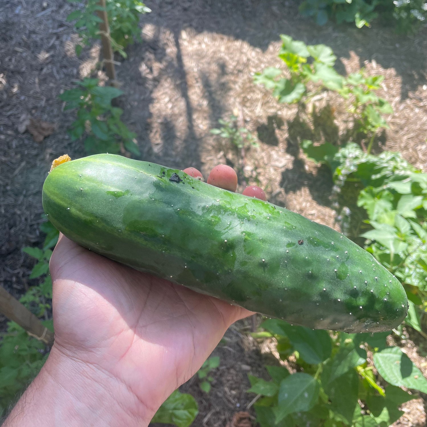 Richmond Green Heirloom Cucumber Seeds - Garden Fresh Delight