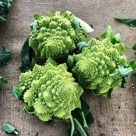 Organic Romanesco Broccoli Heirloom Seeds - Nutrient-Rich & Beautiful