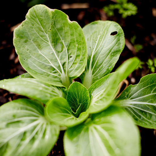 Heirloom Pak Choi Seeds - Fast Growing, Nutritious, Perfect for Stir Fry