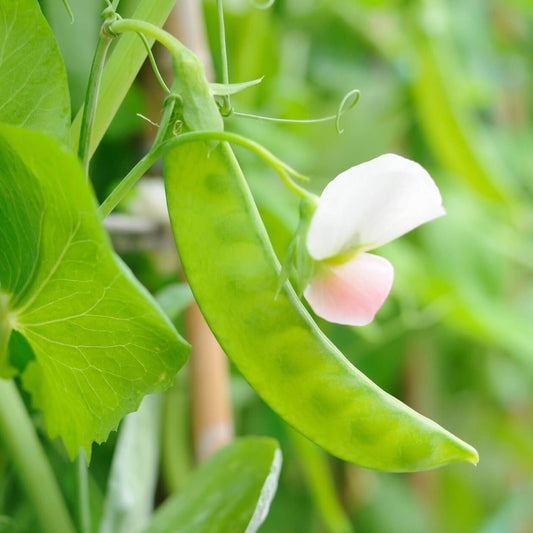 Oregon Sugar Snow Pea Heirloom Seeds for Gardeners