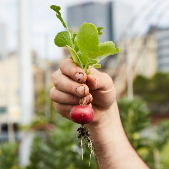 Cherry Belle Radish Heirloom Seeds - Crisp, Crunchy, and Flavorful