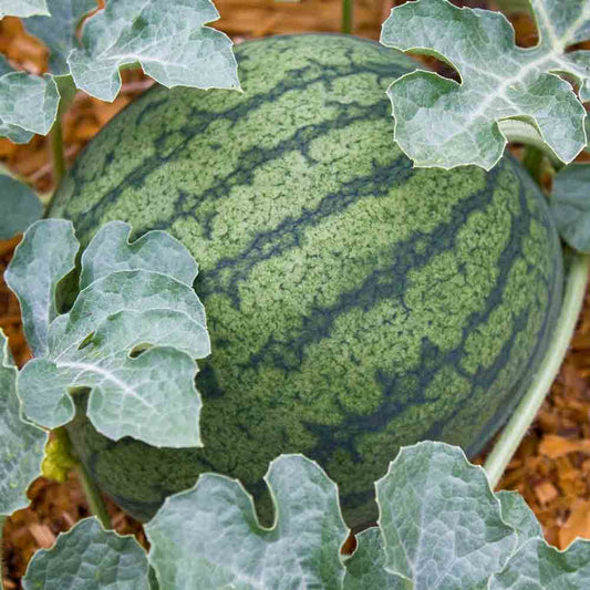 Delicious Watermelon 'Bush Sugar Baby' Heirloom Seeds for Home Gardens