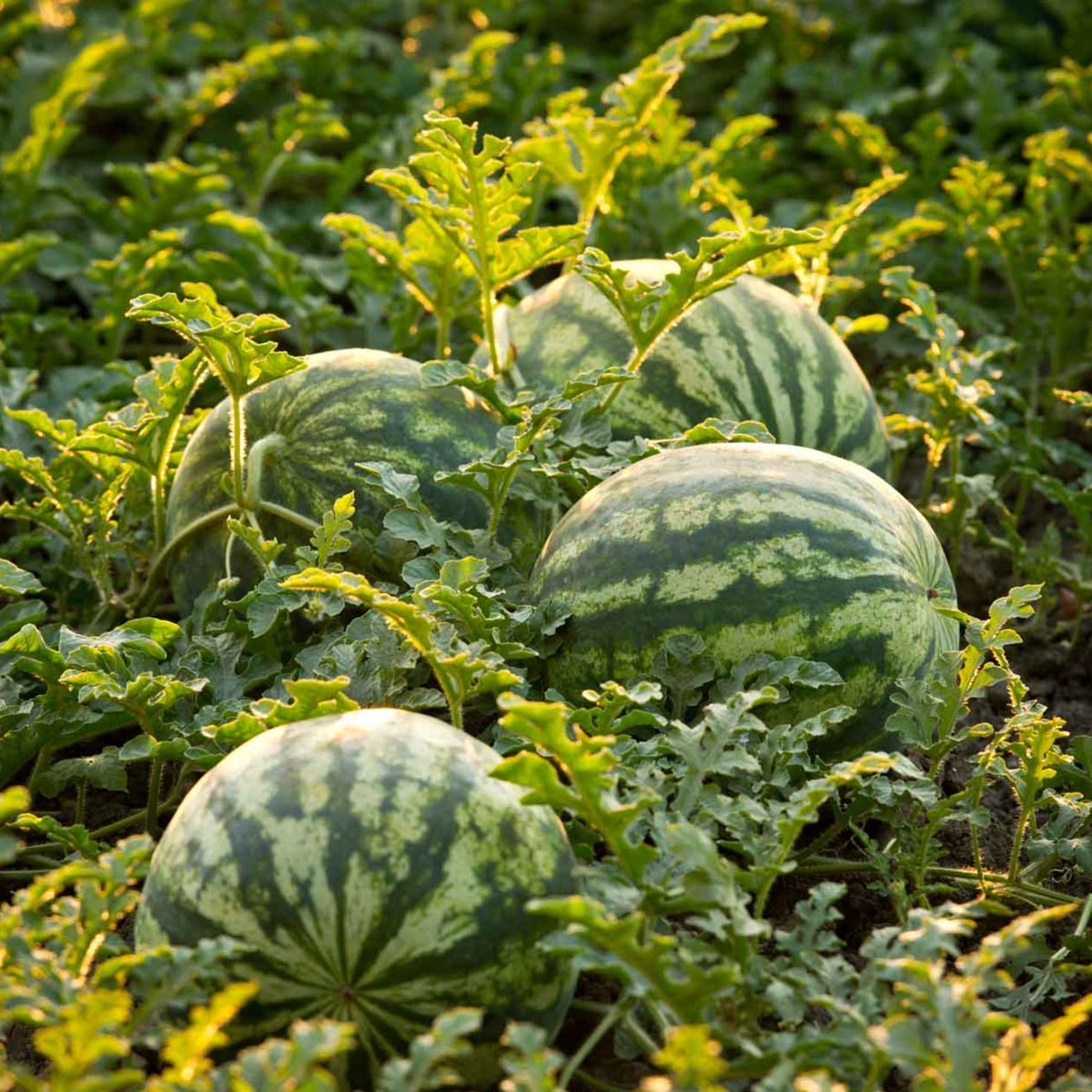 Delicious Watermelon 'Bush Sugar Baby' Heirloom Seeds for Home Gardens