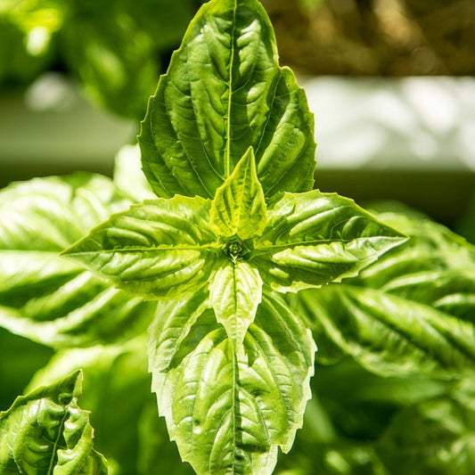 Large Sweet Genova Basil Seeds - Ideal for Pesto Lovers