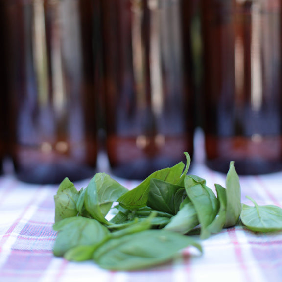 Large Sweet Genova Basil Seeds - Ideal for Pesto Lovers