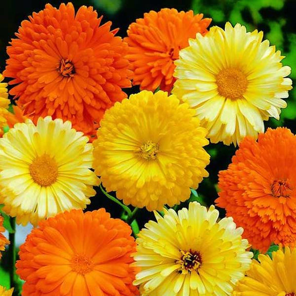 Calendula 'Princess Mix' Heirloom Seeds for Vibrant Garden