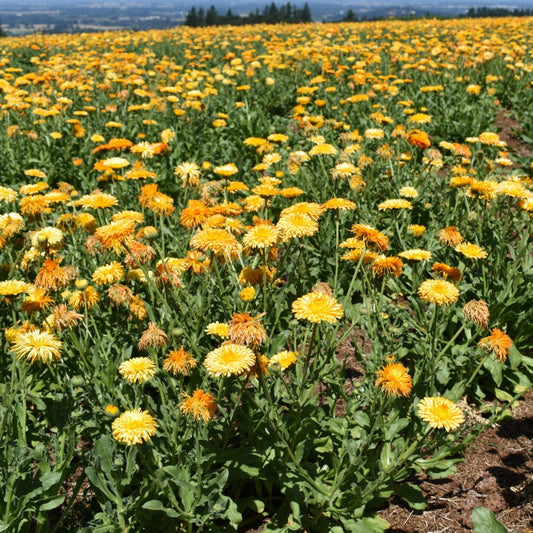 Calendula 'Princess Mix' Heirloom Seeds for Vibrant Garden