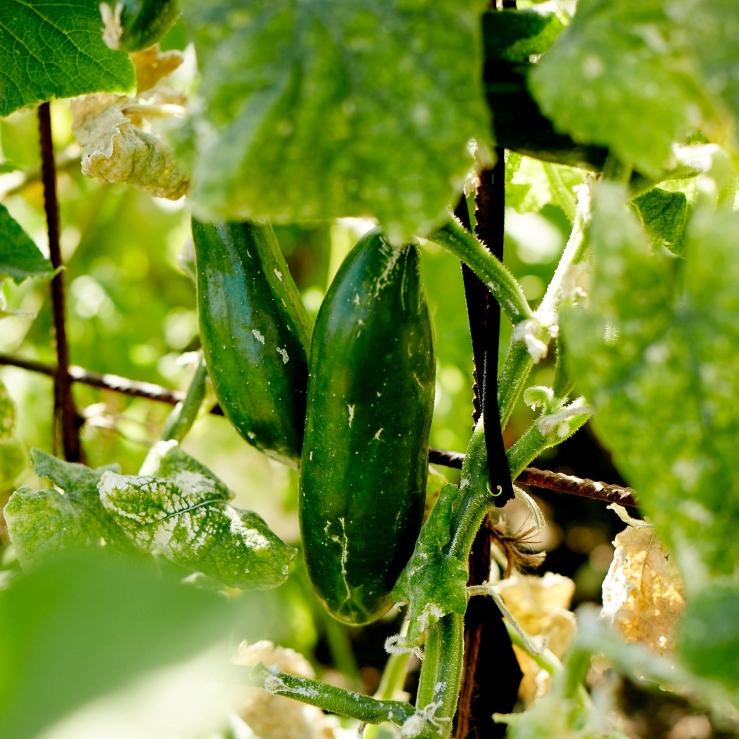 Richmond Green Heirloom Cucumber Seeds - Garden Fresh Delight