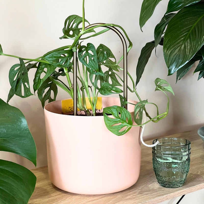 Self-Watering Plant Climber