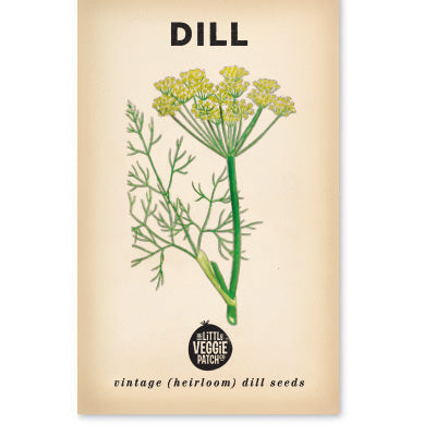 Dill 'Common' Heirloom Seeds for Culinary Gardening, 50 Seeds