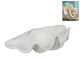 55cm White Clam Shell Décor Bowl