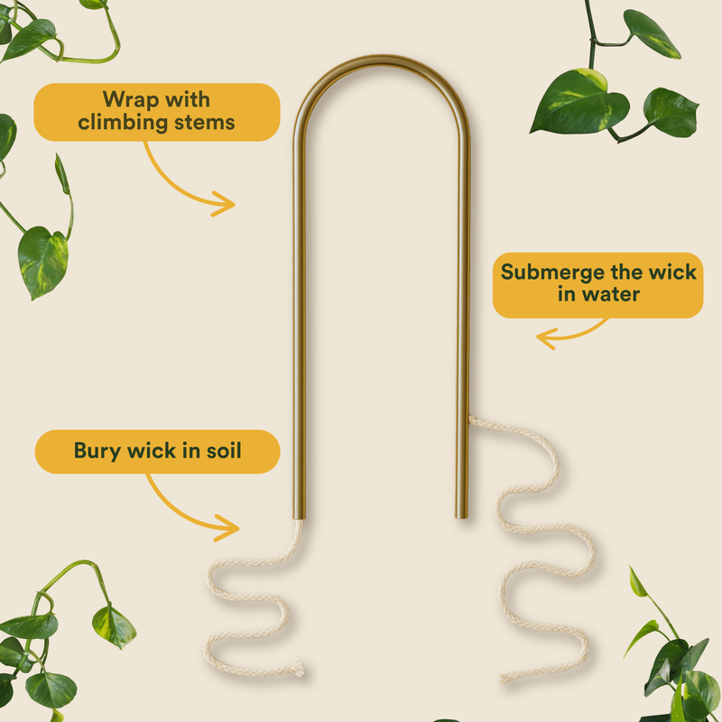 Self-Watering Plant Climber